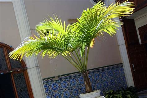 Can Majesty Palms Survive Winter Outside