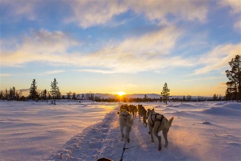 Dog Sledding In Iceland Activites On The Snow Iceland24