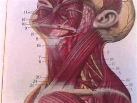 "Anatomy and Physiology", The Head and Neck Series, A Profile