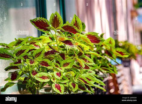 The Leaves Of The Sun Coleus Plantred And Green Coleus Stock Photo Alamy