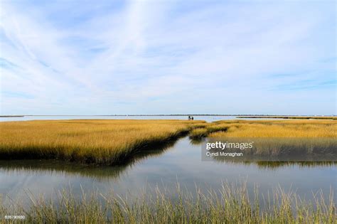 Saltwater Marsh High Res Stock Photo Getty Images