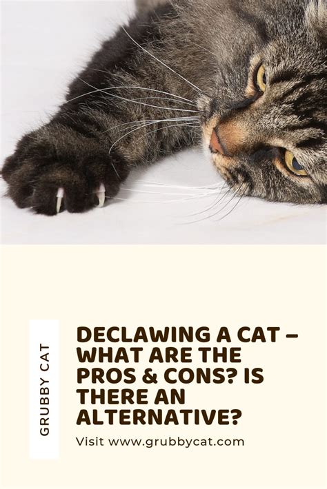 Declawing A Cat What Are The Pros And Cons Is There An Alternative