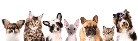 Vaccinating your dog or cat is easy, inexpensive, and can save your pet's life. Tuscawilla Animal Hospital