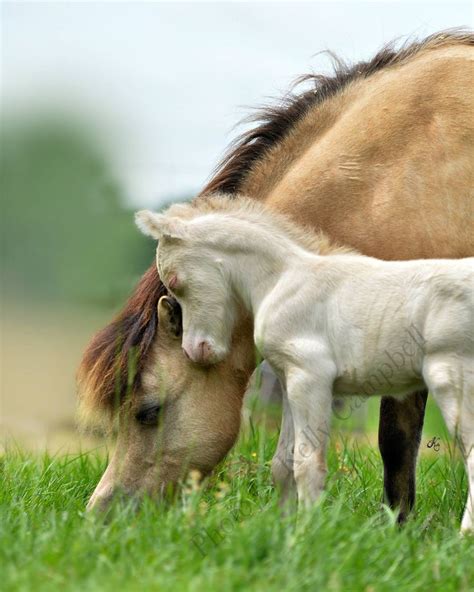 The falabella is an argentine breed of small horse. Konie - cudowne stworzenia: Falabella