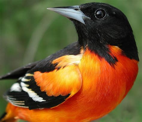 Troupial Venezuela National Bird