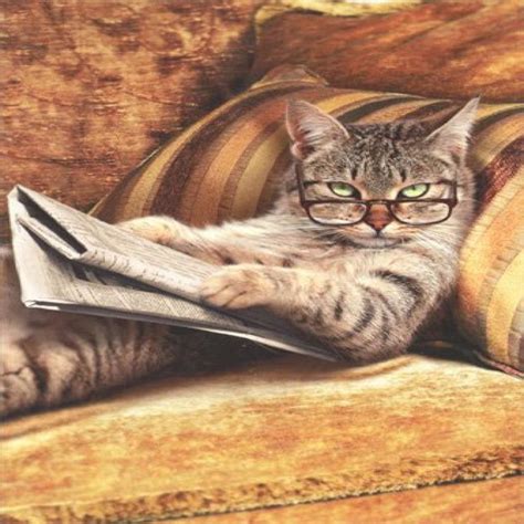 Cat Reading Newspaper Funny Just For Fun Card