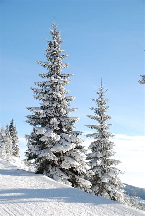 Free Images Branch Mountain Snow Sky Trail Pine Weather Fir