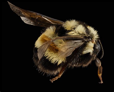 Workshop Registration Now Open Bumble Bees In Ohio Biology
