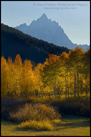 Picture Rugged Tall Mountain And Trees In Fall Grand Teton National