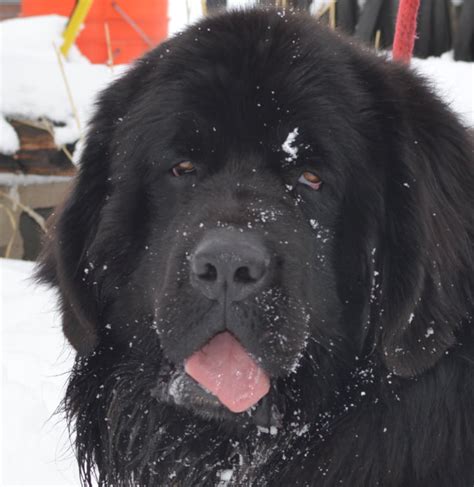 Newfoundland puppies for sale in virginiaselect a breed. Our male Newfoundlands at Moore Newfies, the sires of our ...