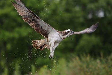 Understanding Osprey Migration Scottish Wildlife Trust