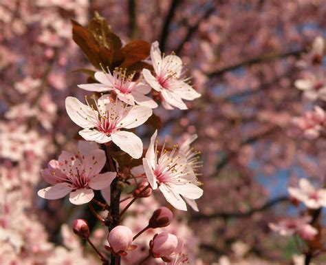 Wild Cherry Blossom Tree Belgrade April 2009 Flickr Photo Sharing