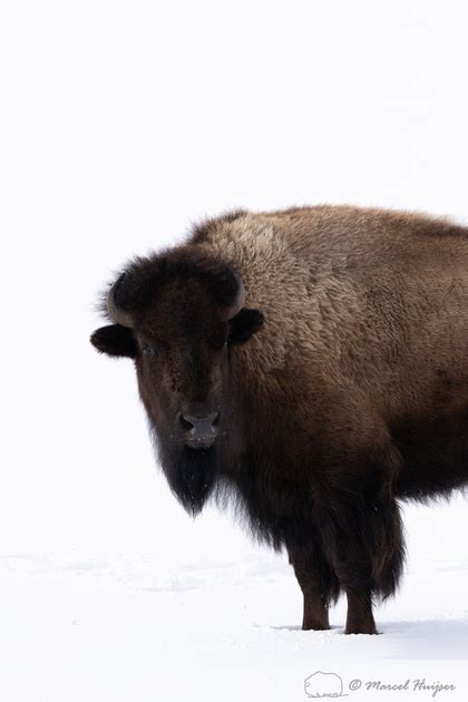 Marcel Huijser Photography Bison In The Snow