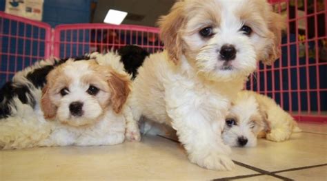 Nice Blenheim And White Cavachon Puppies For Sale In Georgia At
