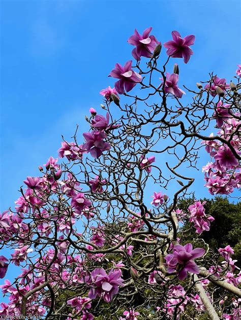 San Francisco Botanical Garden: The City's Secret Garden - @travelhackfun