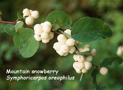 Symphoricarpos Occidentalis Western Snowberry Wolfberry