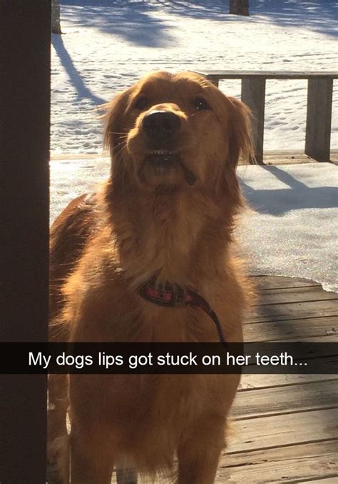 My Dog Lips Got Stuck On Her Teeth Wag Pet Boutique