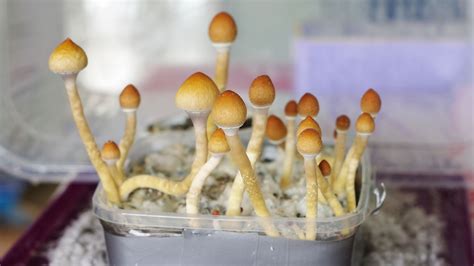 Magic Mushrooms Could Help Women Deal With Cancer Related Depression