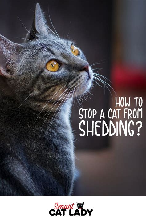 The period of stress is often temporary, but using a calming cat pheromone diffuser can help reduce your cat's stress. How to Stop a Cat from Shedding? in 2020 | Cats, Cat facts ...