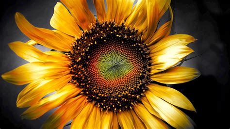 Sunflower Flower Bokeh Wallpapers Hd Desktop And Mobile Backgrounds