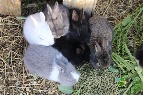 Socal Rabbits And Bunnies For Sale Near Me Rabbits High Desert Ca