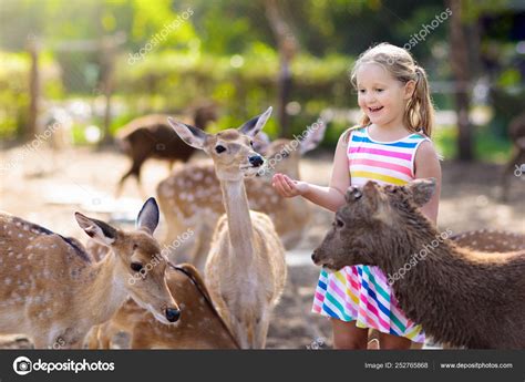 Child Feeding Wild Deer At Zoo Kids Feed Animals — Stock Photo
