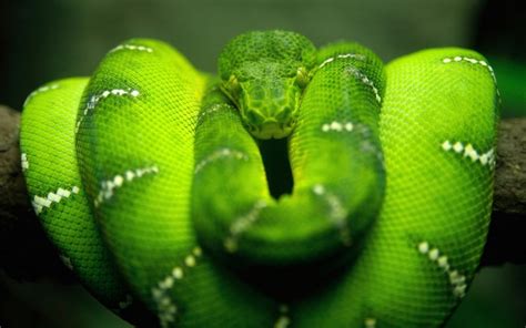 Top 10 Dangerous Snakes In The Amazon Rainforest