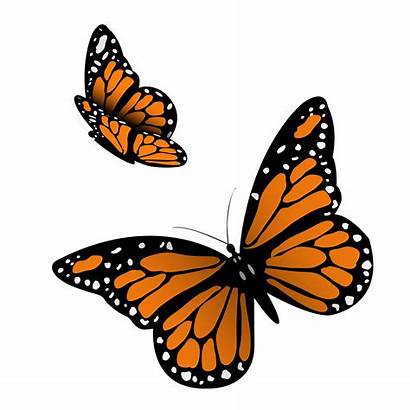 Poems Quotes Daycare Butterflies Mariposas Illustration Vector