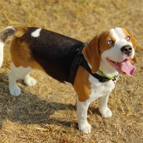 Beagles With Blue Eyes Top 6 Reasons