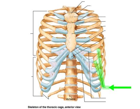 Intercostal Spaces Nerves Arteries Veins Lymphatics Flashcards