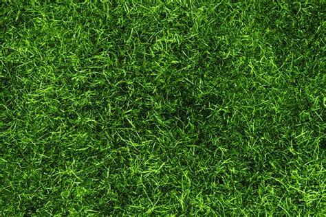 Grass Textures Everypixel