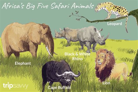 Learn About Big Five Safari Animals Like The African Elephant The