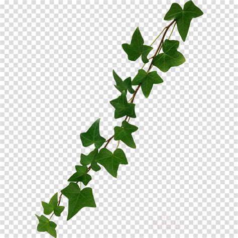Free Ivy Cliparts Download Free Ivy Cliparts Png Images Free Cliparts