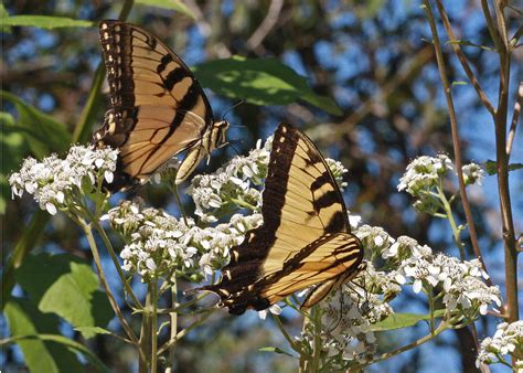 Eastern Tiger Swallowtails Papilio Glaucus On Frostweed Flickr