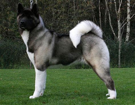 10 Of The Biggest Guard Dog Breeds On Earth Wholl Intimidate Any Burglar