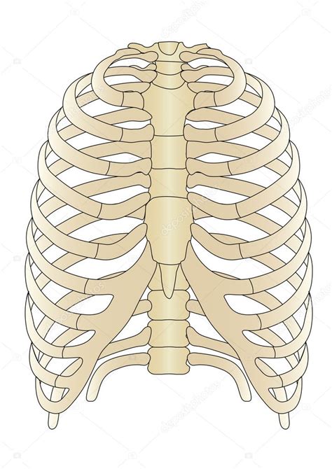 Vector Human Skeleton Bones — Stock Vector © Lelik759 4950826