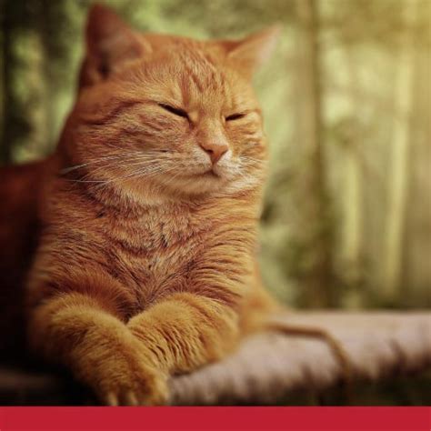 Stomach cancer, also called gastric cancer, occurs when normal healthy cells are replaced by growing cancer cells within the stomach lining. Stomach And Intestinal Cancer (Leiomyosarcoma) In Cats ...