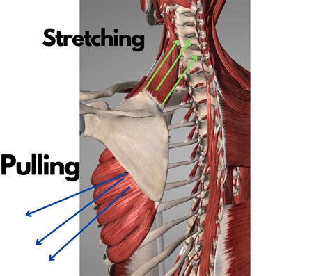 Having Neck Pain You Might Need To Check Your Serratus Anterior