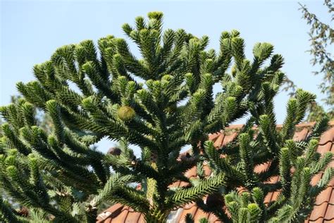 Zu den besonders schnellwachsenden nadelbäumen zählt der urweltmammutbaum (metasequoia glyptostroboides), der seinen ursprung in ostasien hat. Affenschwanzbaum....... - Wattenscheid
