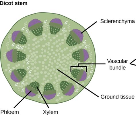 Xylem Plant Cell Diagram Structure Functions And Diagram