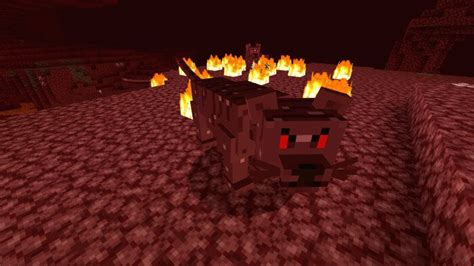 This is an unofficial application for minecraft pocket edition. NETHERCATS Minecraft PE Addon/Mod 1.14.1.3, 1.14.1, 1.14.0 ...