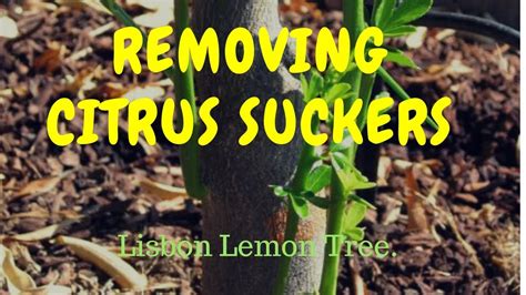 Lisbon Lemon Tree Sucker Removal From Citrus Youtube