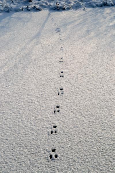 Squirrel Tracks In Snow Vs Rabbit