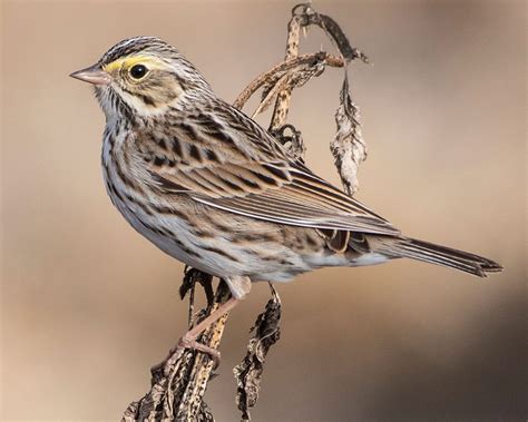 Learn How To Id These 5 Confusing Streaked Sparrows All About Birds All About Birds