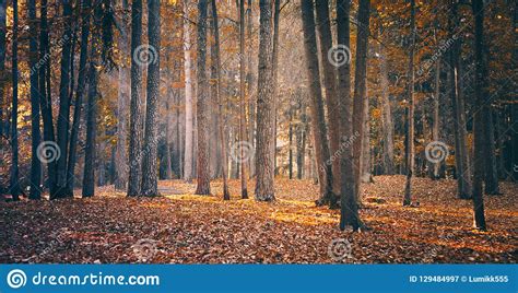Beautiful Nature Fall Landscape Forest On Sunny Autumn Day