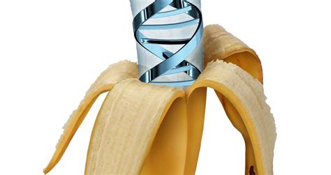 Humans Share 60 Of Our Dna With Bananas