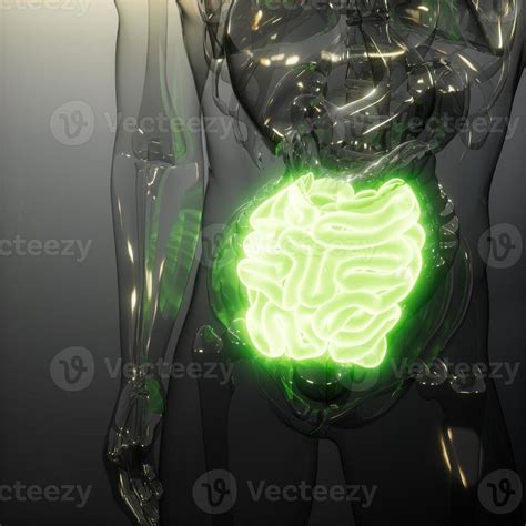 Human Small Intestine Radiology Exam 5634746 Stock Photo At Vecteezy