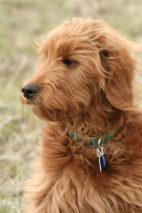 The dog food advisor is privately owned. Eagle Cross Kennel | Goldendoodle, Goldendoodle puppy for ...