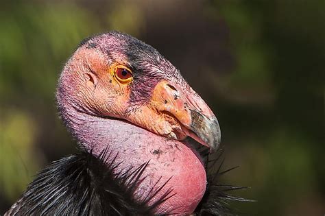 California Condor Facts Worldatlas