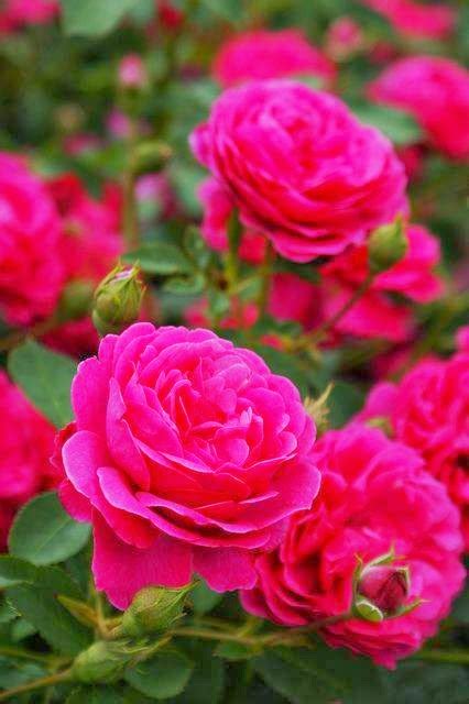 Most Beautiful Roses Wallpapers Collection For Ever For